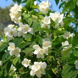 Mock Orange, virginal